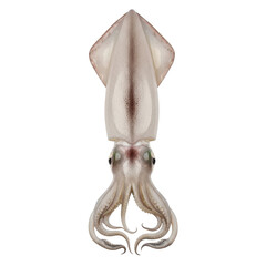 Fresh Squid Isolated On Black Background