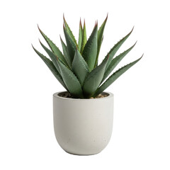 Fototapeta premium Succulent Plant in Modern Pot Isolated