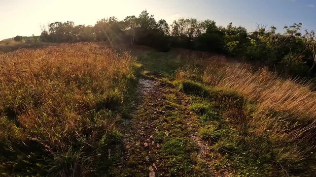 POV fast movement descending through a cross-country forest road