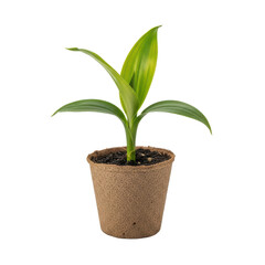 Green Plant in Biodegradable Pot Isolated