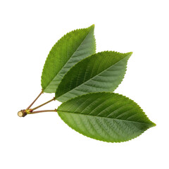 Green Leaves Branch Isolated Black