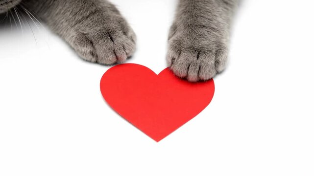 Gray cat paw approaching and pressing down on a red paper heart, expressing love and affection for valentine day.