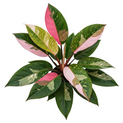 Pink Princess Philodendron isolated on black background