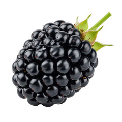 Single Blackberry with Water Droplets Isolated