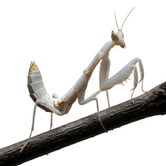 White Praying Mantis on Branch Black Background