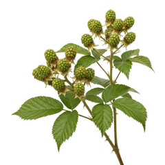 Green Unripe Blackberries on Stem