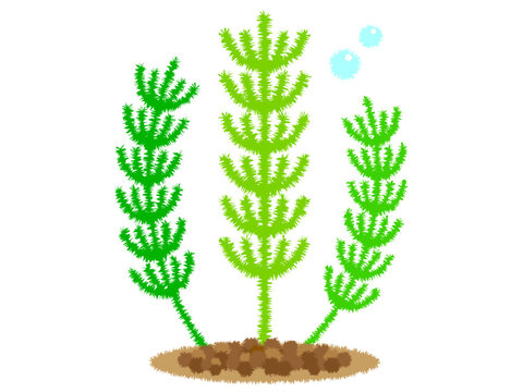 マツモの水草イラスト素材3