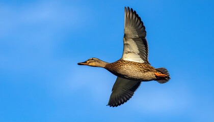 Obraz premium A single brown and white bird soars against a vibrant blue sky, wings fully extended