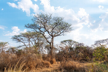 Fototapeta premium A dry savanna during a hot evening near Victoria Falls in ZImbabwe