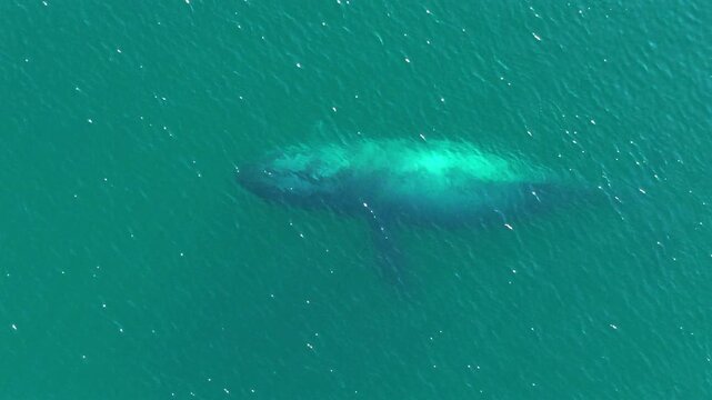 Aerial view of whale motionless is shallow water in Baja California Mexico