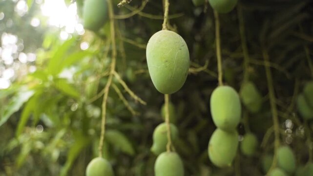 Close-up footage of several unripe green mangoes hanging from long stems on a mango tree, surrounded by lush foliage. Sunlight filters through the leaves, creating a serene and natural atmosphere.