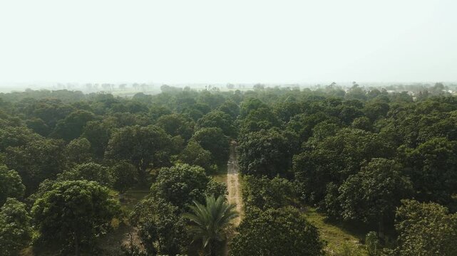 Stunning 4K drone footage showcasing a vast mango orchard with uniformly spaced trees in a managed plantation. The aerial perspective highlights lush greenery, agricultural land use.