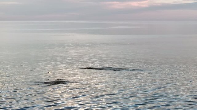 Mobula Rays aka Devil Rays jumping in Cortez Sea Baja California Mexico