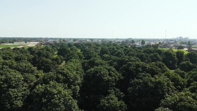 Beautiful drone footage of a lush mango orchard with evenly spaced trees arranged in a grid-like pattern. The orchard is bordered by a low wall, with houses and buildings visible in the background.