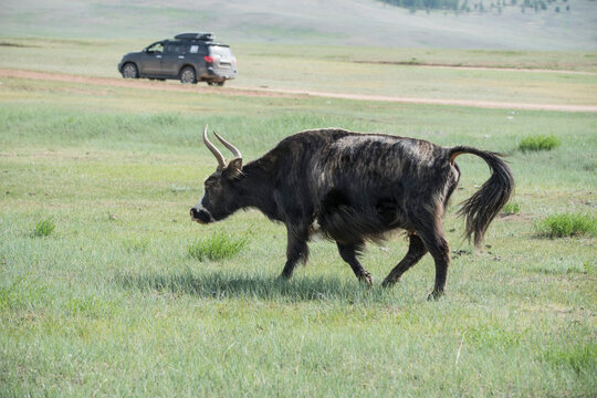 A Mongolian yak in the summer pasture.