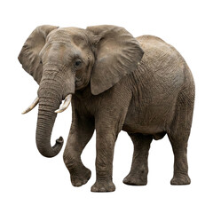 Obraz premium African Elephant Walking Isolated on White Background
