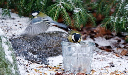 Tits Feeding From A Bucket Bird Feeder In The Forest In Winter © Alla