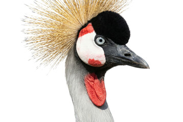Fototapeta premium Grey Crowned Crane Head Isolated on White Background