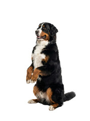 Bernese Mountain Dog Standing on Hind Legs Isolated on White