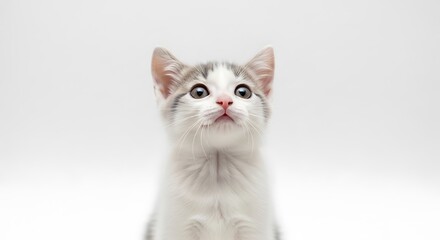 Obraz premium Cute white and gray kitten looking up on white background