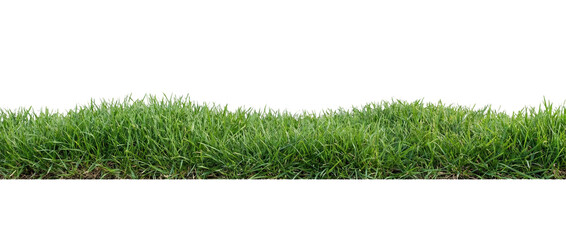 Green Grass Border Isolated on White Background