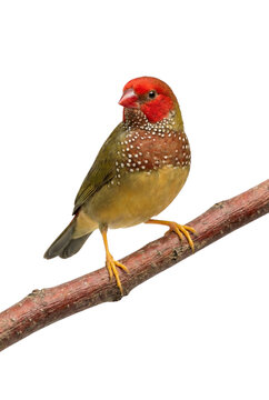 Red-faced parrotfinch bird with green and brown feathers on a branch