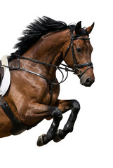 Brown Horse Jumping with Bridle and Saddle Isolated on White