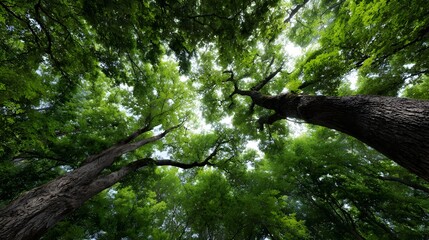 Fototapeta premium Looking up through a vibrant dense forest canopy with sunlight streaming through lush green leaves