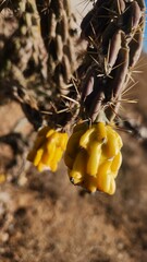 Close-up view of vibrant yellow fruits hanging from a thorny cactus branch in a desert landscape