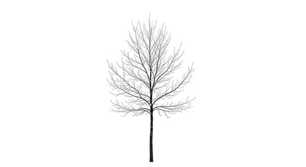 Obraz premium Isolated bare deciduous tree with delicate branches on white background