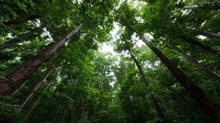 Fototapeta premium Ascending perspective into a vibrant dense forest canopy with tall green trees under a bright overcast sky