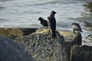 Group of house crows perched on rocks near water