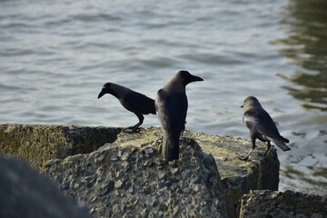 Group of house crows perched on rocks near water