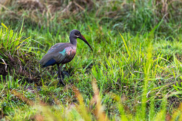 Fototapeta premium Hadada ibis moving on a wet and lush habitat near Victoria Falls, Zimbabwe