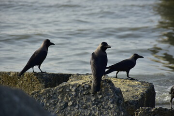 Group of house crows perched on rocks near water
