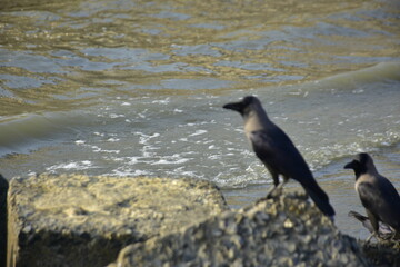 Fototapeta premium House crow standing on rock near coastal shoreline