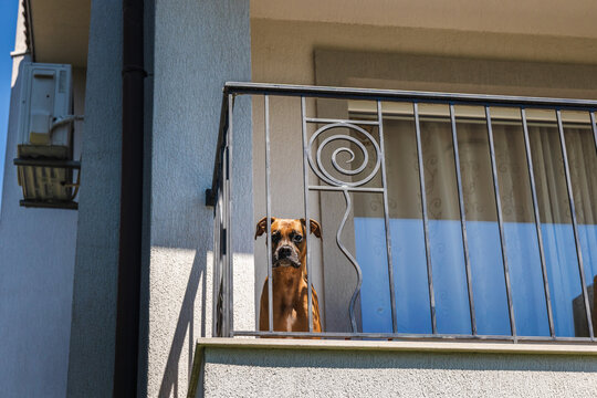 German Boxer dog standing on balcony behind metal railing looking down outdoors