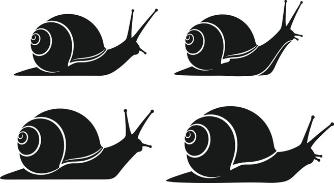 Snail silhouette vector illustration, black and white artwork, spiral shell design, mollusk drawing concept, nature pattern artwork, decorative animal icon