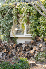 斑入りオカメヅタに覆われた家