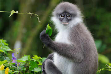 Obraz premium White-thighed Surili monkey holding fresh green foliage