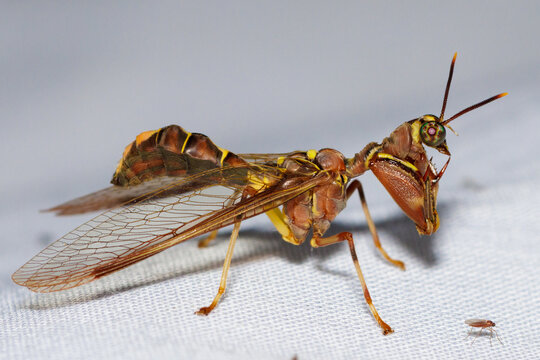 Mantisfly insect with praying mantis features