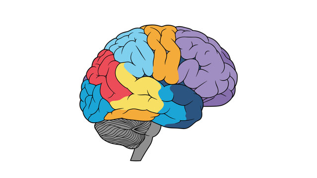 Anatomical illustration of a human brain with different functional lobes highlighted in various bright colors on a clean white background.