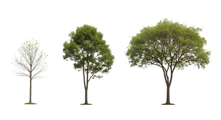 Obraz premium Three trees with varying foliage density on transparent background isolated for design use
