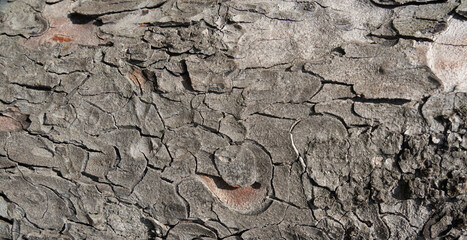 Old bark tree texture. Natural wood surface pattern, old tree skin
