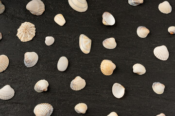 Seashell pattern top view. Sea shells textured background