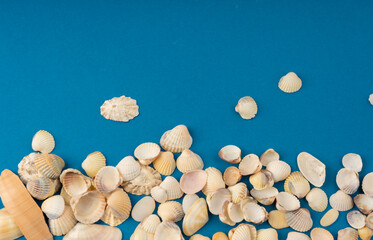 Seashell pattern top view. Sea shells textured background