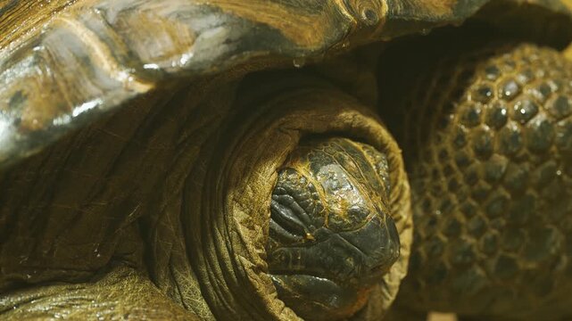 Close up of a giant turtle head watching and looking around on a cloudy day