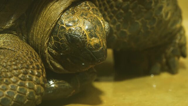 Close up of a giant turtle head watching and looking around on a cloudy day