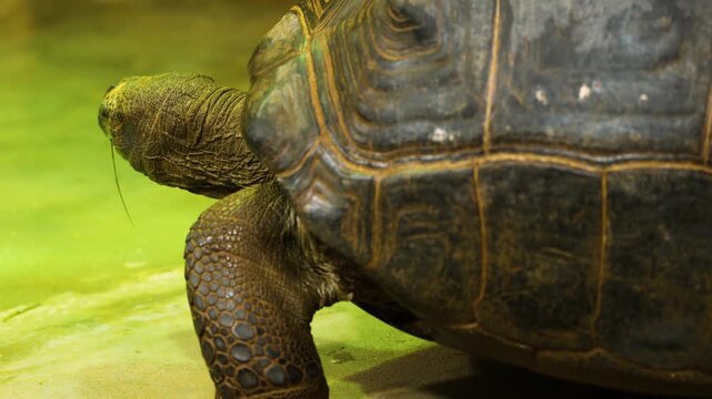 Close up of a giant turtle slowly walking around the ground and moving his head on a cloudy day
