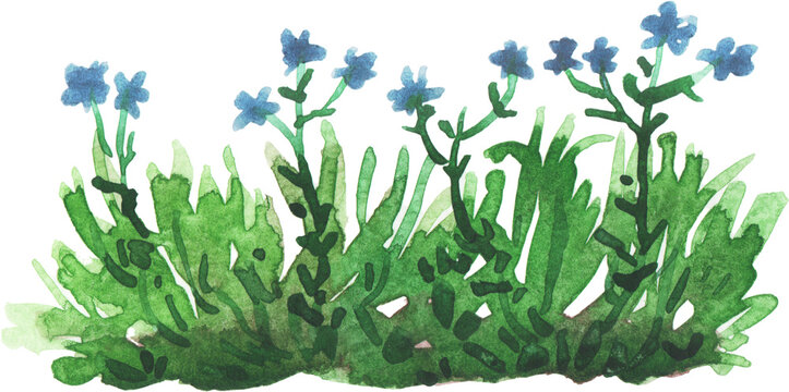 Delicate Watercolor Blue Forget Me Nots Green Grass Isolated Spring Floral Art